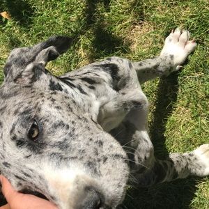 Meet your Posher, Rosie